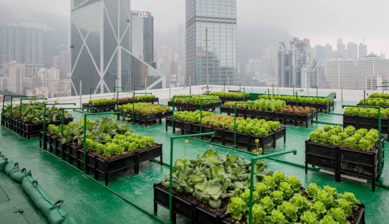 urban farming urbanizehub rooftop garden city skyscrapers