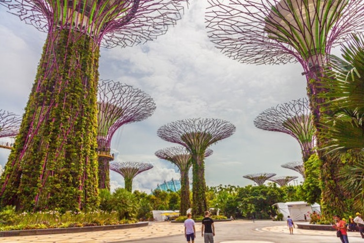 Singapore's supertrees